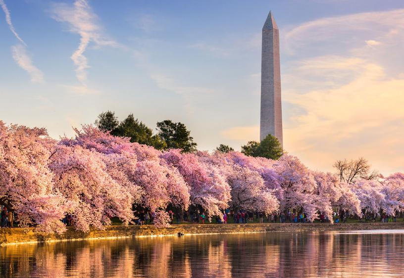 Washington-Mid Atlantic Membership Meeting The Washington Monument stands in the background, blooming trees lining the tidal basin.